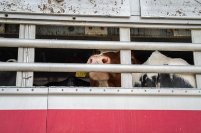 Krávy v transportu na hranicích v Turecku - Nevinné oběti